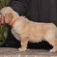 CUCCIOLI Golden Retriever