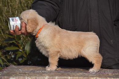 CUCCIOLI Golden Retriever
