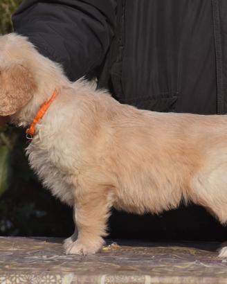 CUCCIOLI Golden Retriever