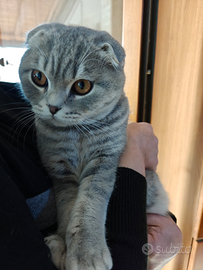 Cuccioli scottish Fold