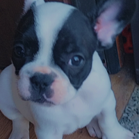 Bulldog