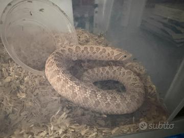 Heterodon Nasicus