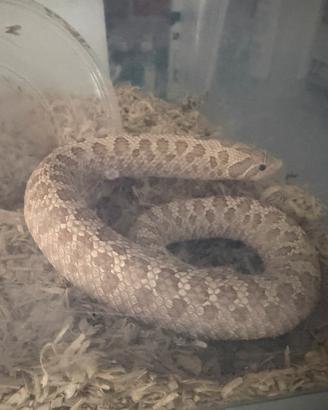 Heterodon Nasicus