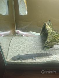 Axolotl