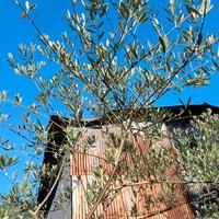 Alberi di ulivo