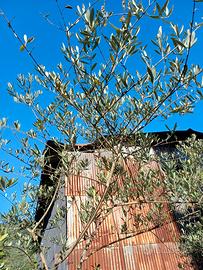 Alberi di ulivo