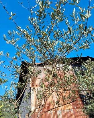 Alberi di ulivo