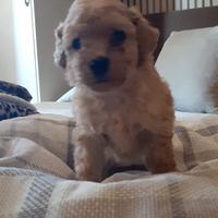 Cuccioli di barboncino toy