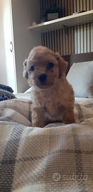 Cuccioli di barboncino toy