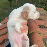 Cuccioli setter inglese vaccinati
