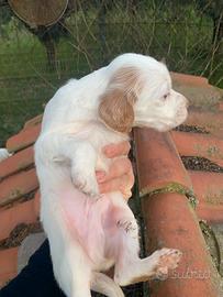 Cuccioli setter inglese vaccinati