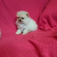 Cucciolo di Spitz Pomerania