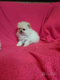 Cucciolo di Spitz Pomerania