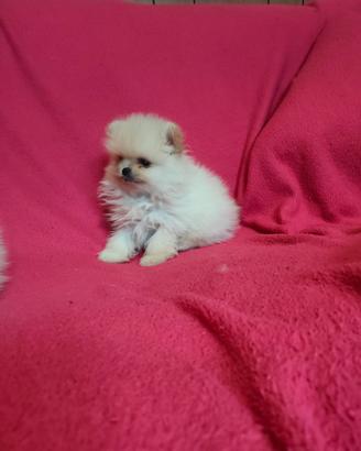 Cucciolo di Spitz Pomerania