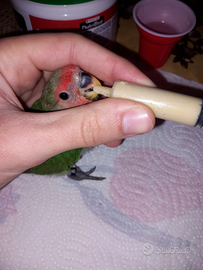 Pullo di inseparabile