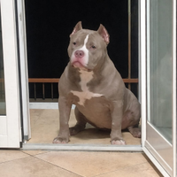 American Bully Femmina