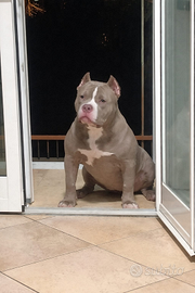American Bully Femmina