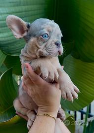 Bulldog francese