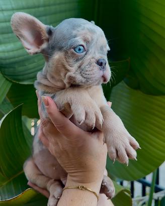 Bulldog francese