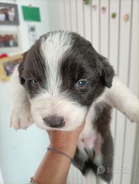 Cuccioli di Border collie 