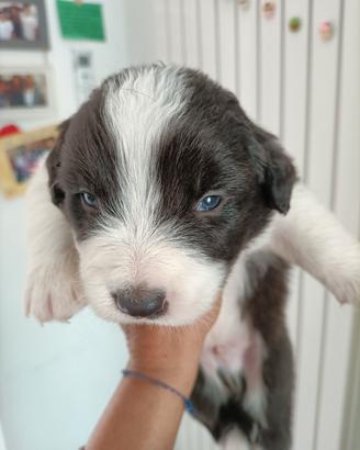 Cuccioli di Border collie 