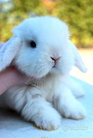 Coniglio nano ariete mini loop