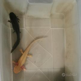 Axolotl