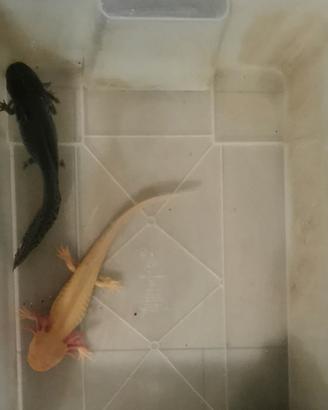 Axolotl