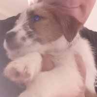 Jack Russell ruvido