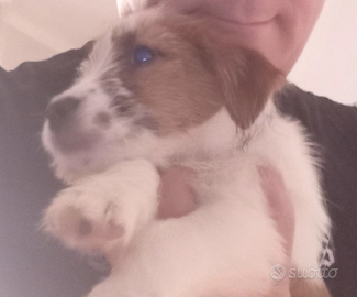 Jack Russell ruvido
