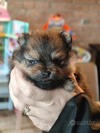 Volpino di Pomerania