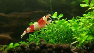 Caridine Red Crystal selezionate con cura