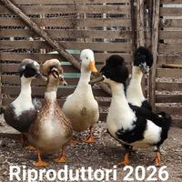 Animali ornamentali&???