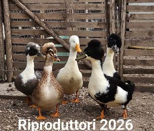 Animali ornamentali&???