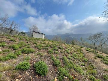 Terreno di 11000 m² a Caravonica