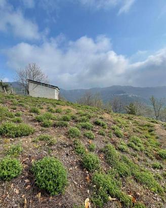 Terreno di 11000 m² a Caravonica