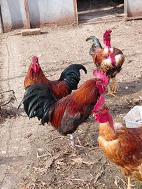 Anatre ,tacchini ,galli