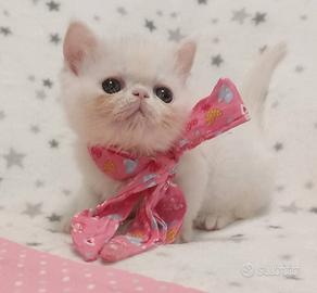 Gattini exotic short hair