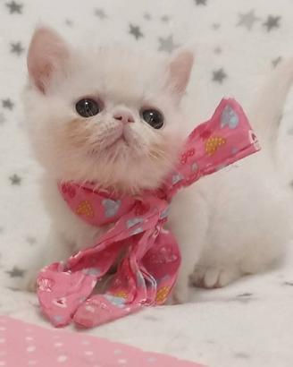 Gattini exotic short hair