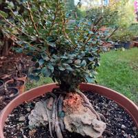 Bonsai Cotonaster su roccia