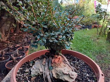 Bonsai Cotonaster su roccia