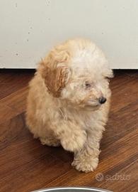 Cucciola di Barboncino toy con pedigree ENCI