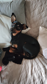 Femmina pincher per accoppiamento