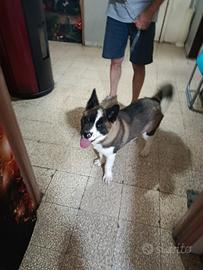 Akita americano