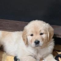 Cuccioli Golden retrivers