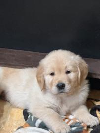 Cuccioli Golden retrivers