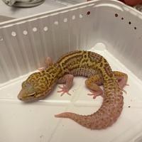 Gechi leopardini e gechi ciliatus adulti