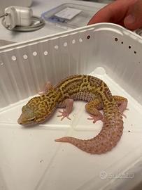 Gechi leopardini e gechi ciliatus adulti