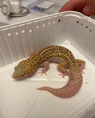 Gechi leopardini e gechi ciliatus adulti