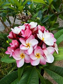 Plumeria rubra ‘Kasem’s delight